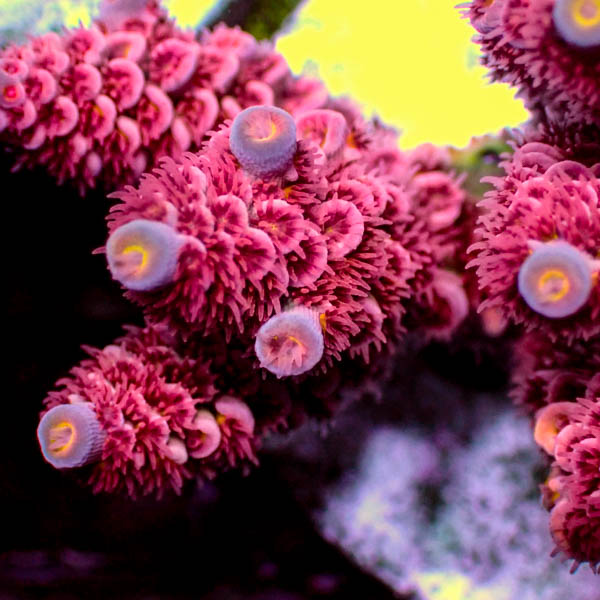 Acropora