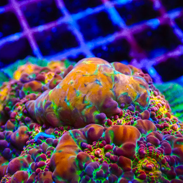 Chalice MC Jelly Bean Jungle NZ CTO
