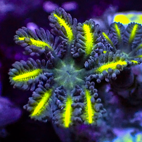 Clavularia MC Ultra Grün