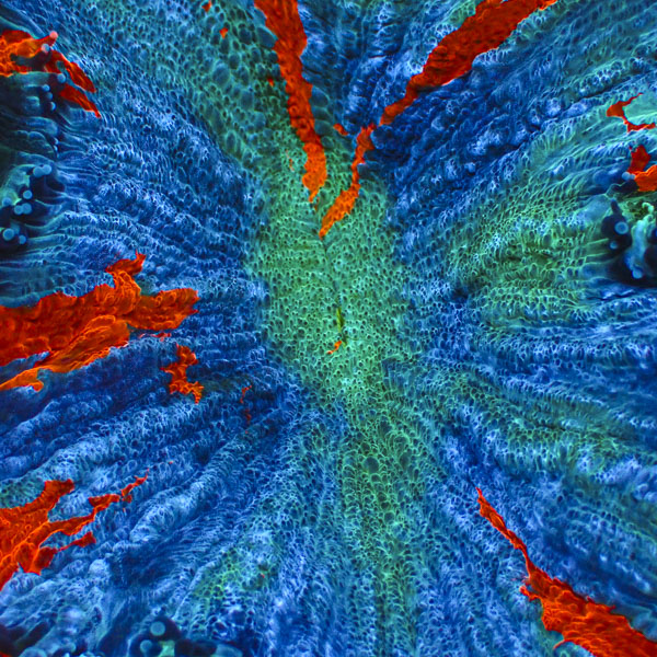 Acanthophyllia MC Sunken Crown