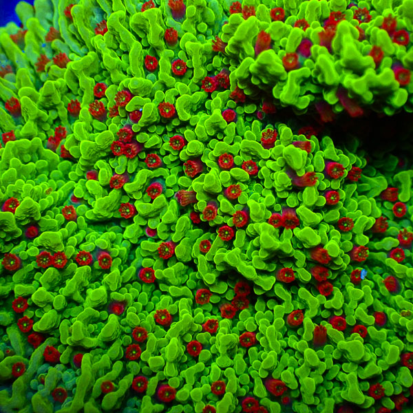 Montipora MC Chilli Pepper