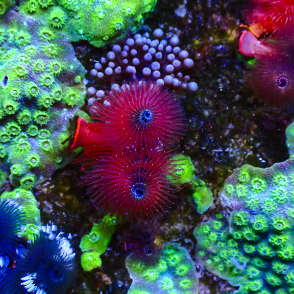 Symbiosestein #2