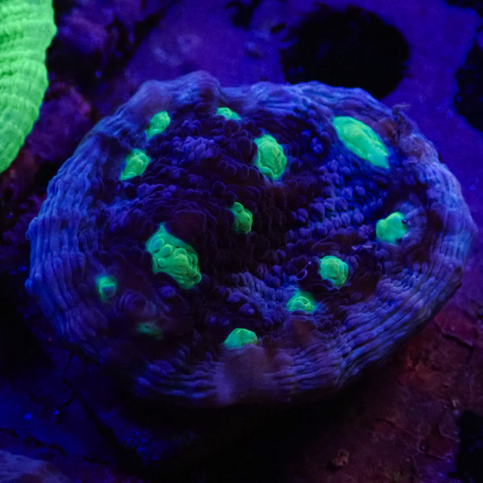 Chalice MC Chernobyl Frag 04