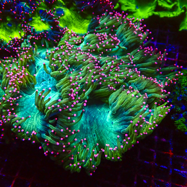 Catalaphyllia MC Magenta Blossom