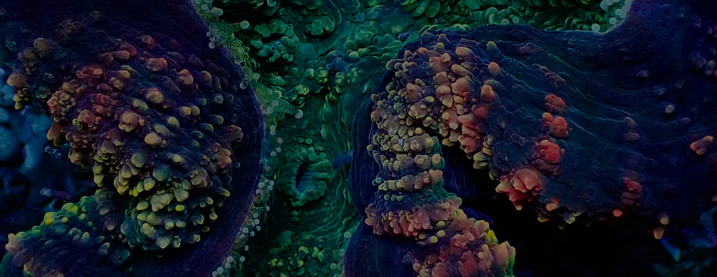 header_kategorie_lobophyllia