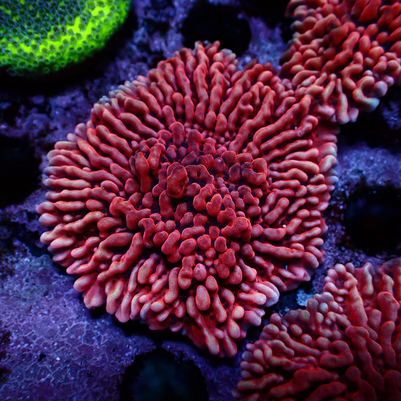 Montipora Mean Streak Frag 24