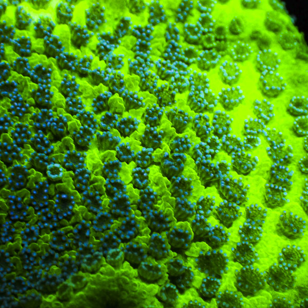 Montipora MC Neon Canopy Flow
