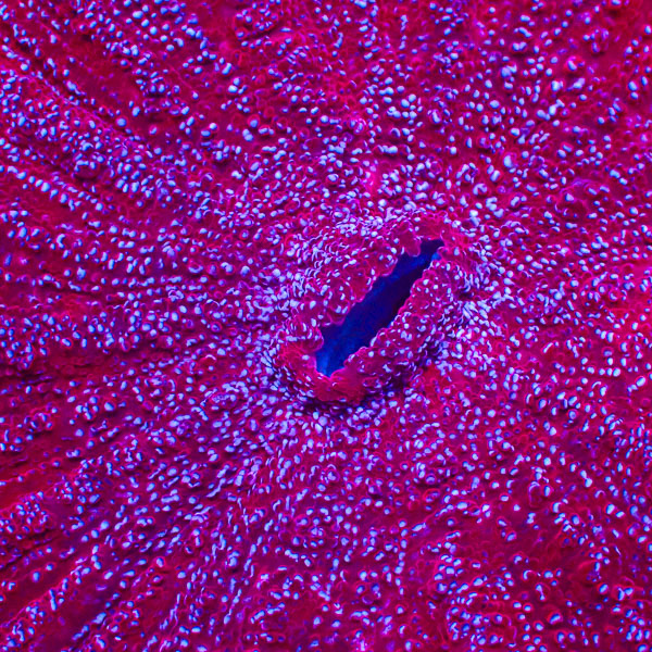 Acanthophyllia MC Ruby Glacier
