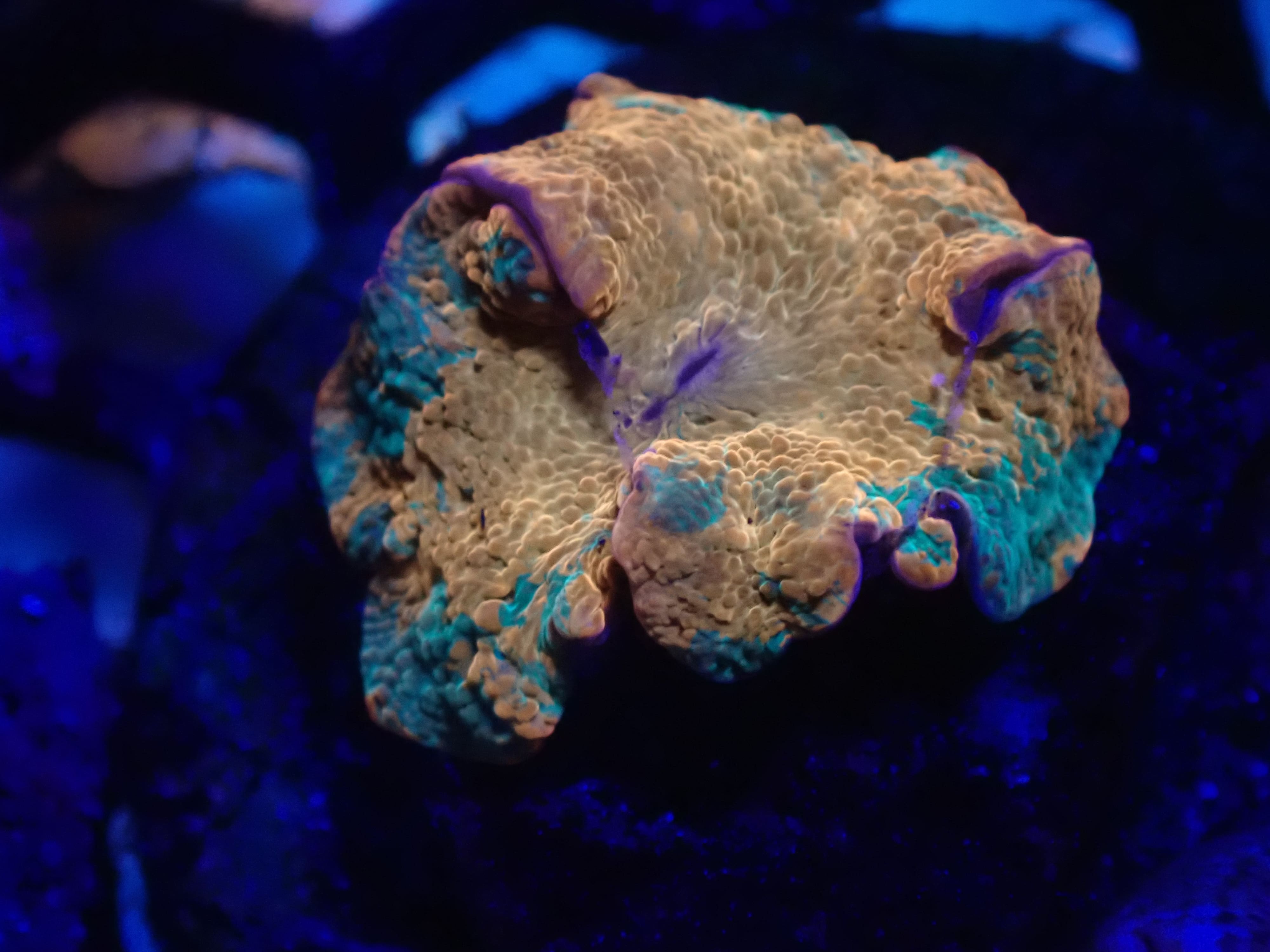 Candy Crush Purple Monster DNZ