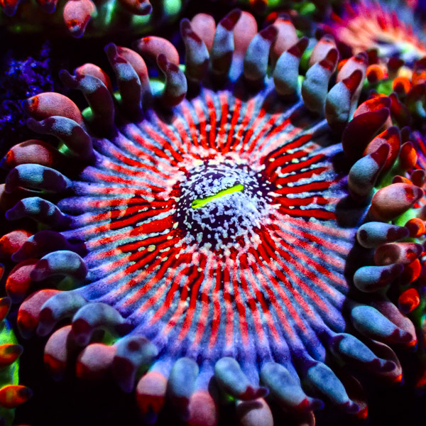 Zoanthus MC Seduction