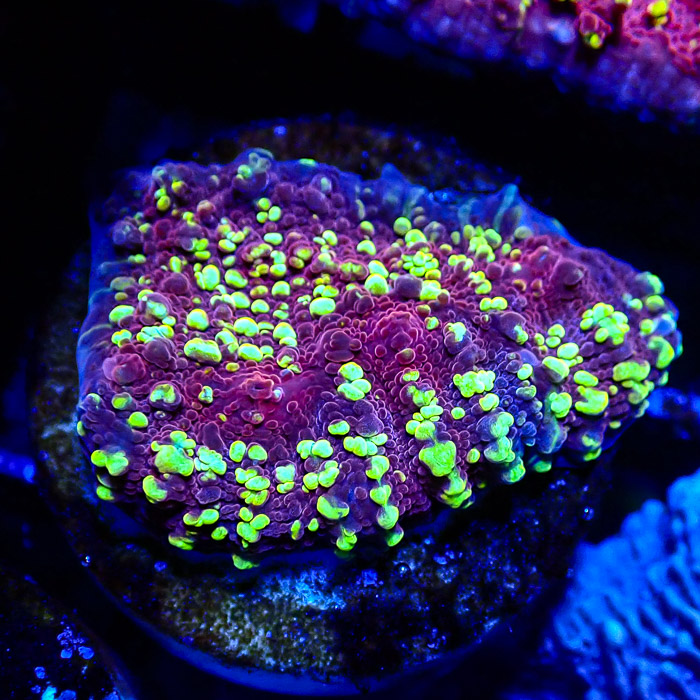 JF Goldmeister Chalice Frag 03