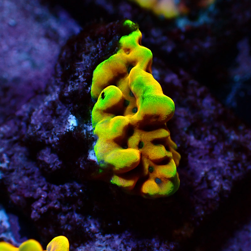 Montipora Crazy T. Frag 09