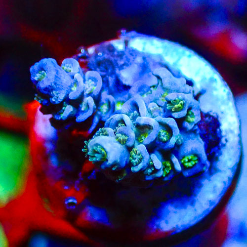 Acropora MC Blue Titan
