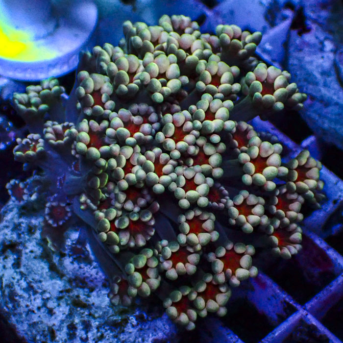 Alveopora Ruby Magnolia