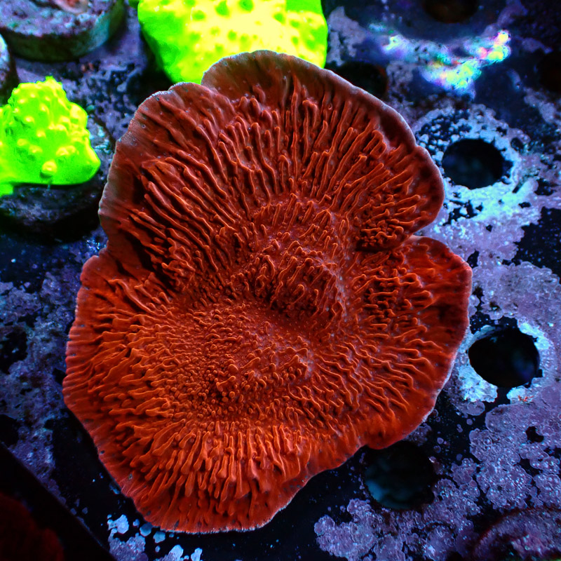 Montipora Rot Frag 03