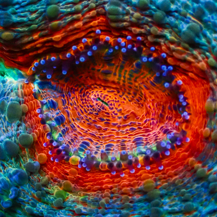 Lobophyllia MC Mandarin Prism Frag 02