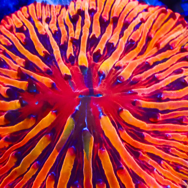 Fungia MC Lava Flow