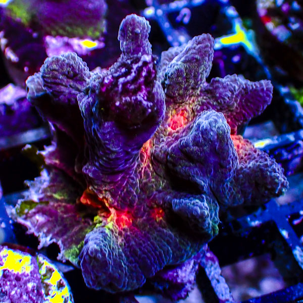 Pectinia MC Purple Flame