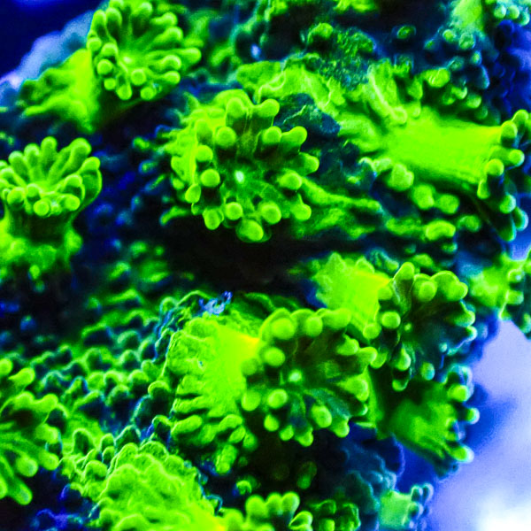 Turbinaria MC Sapphire Eclipse Frag 02