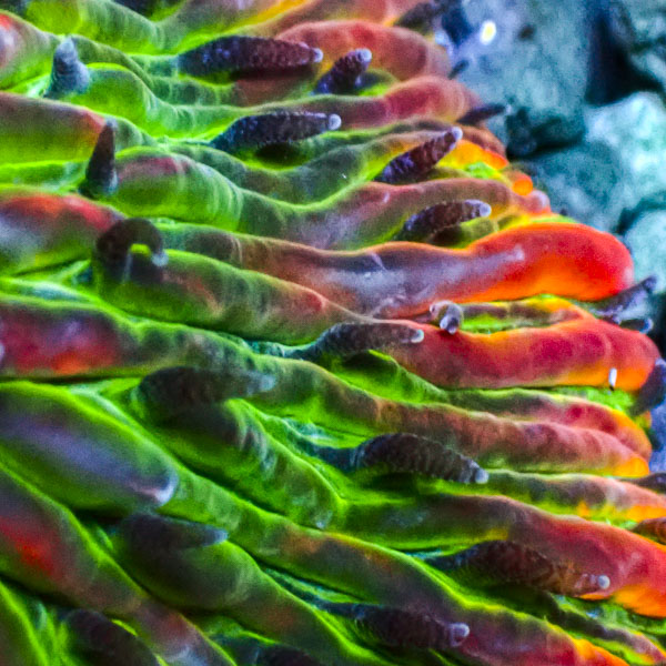 Fungia MC Cosmic Colorstorm