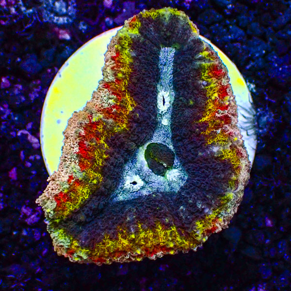 Lobophyllia MC Hyper Spectrum Frag 01