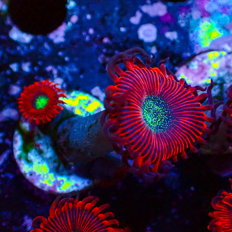 Zoanthus MC Cinder US-Style