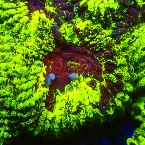 Favia MC Redsplash NZ