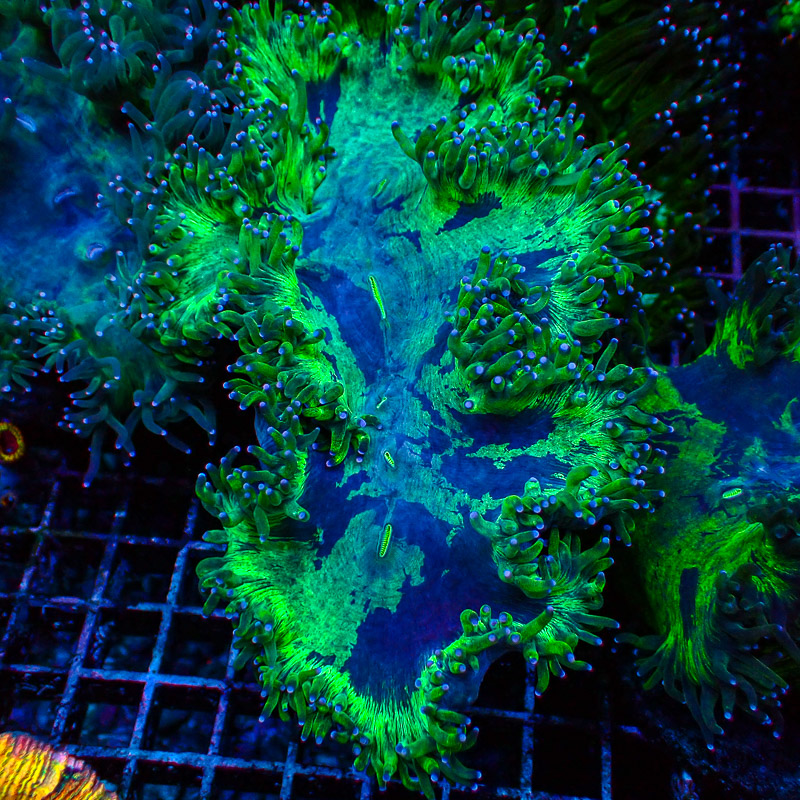 Catalaphyllia Blue Tip