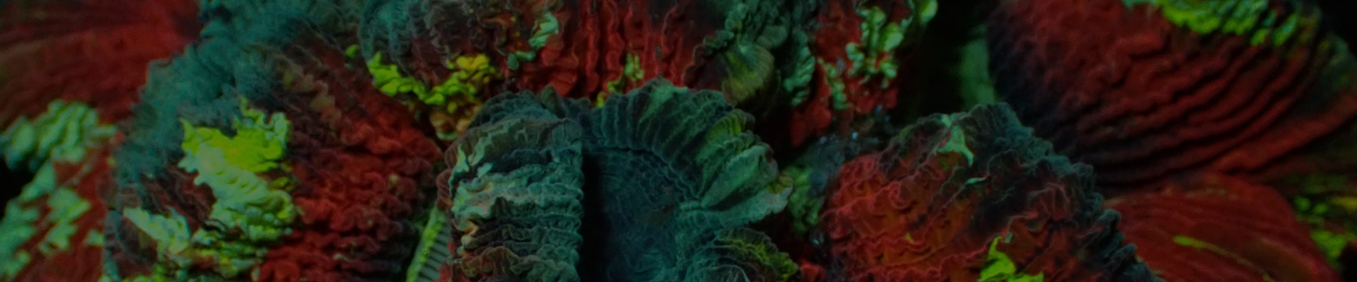 Kategorie-Header LPS Korallen – Farbenfrohe Auswahl bei The Marine Center