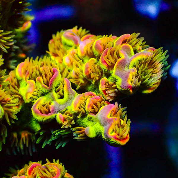 Acropora Ultra Crafted CTO