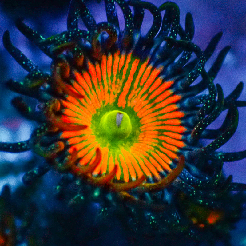 Zoanthus MC Ultra Sunny D.