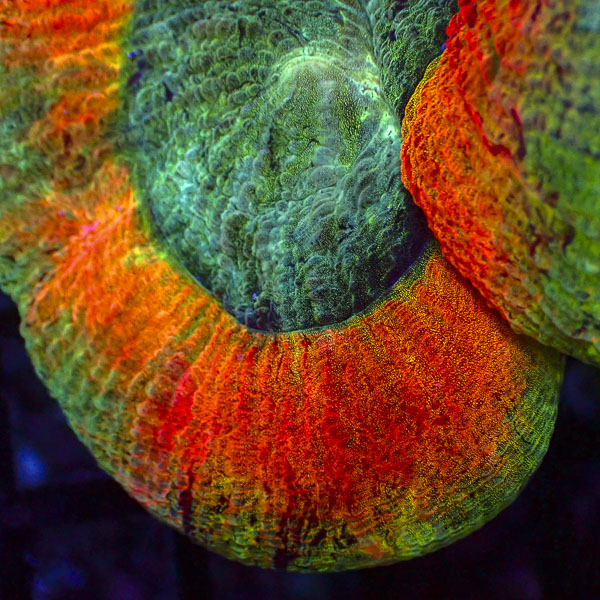 Trachyphyllia MC Mango Mirage