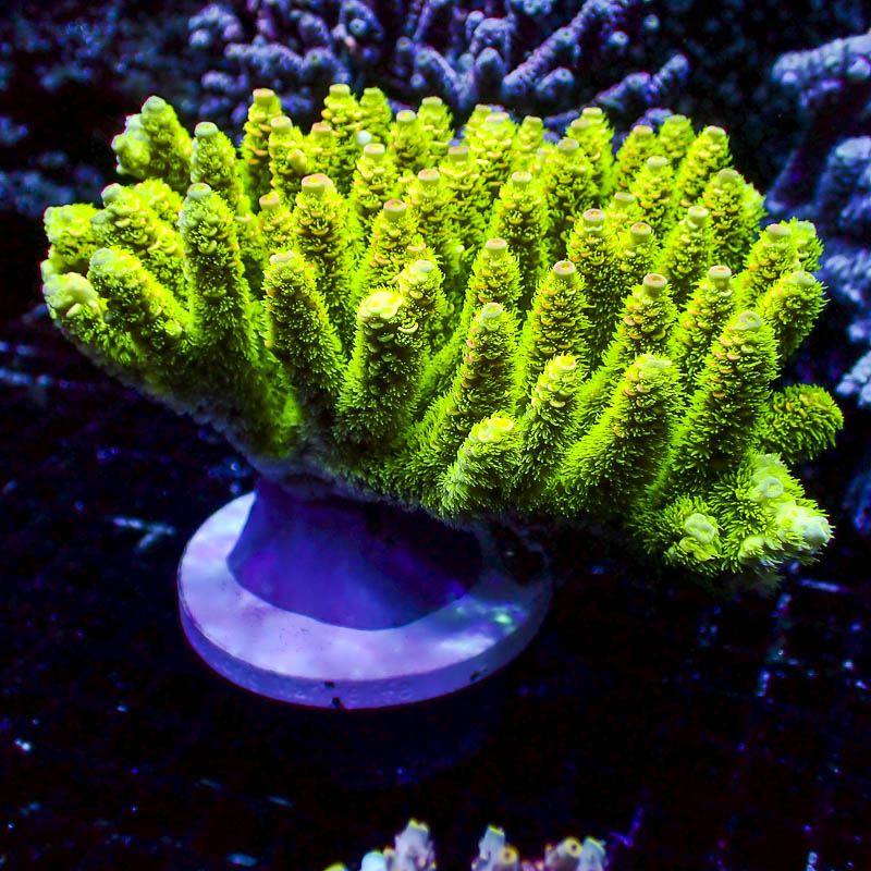 Acropora Walt Disney Ultra Grün-Orange