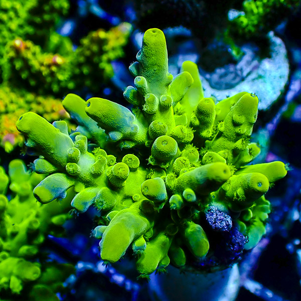 Acropora Ultra Grün
