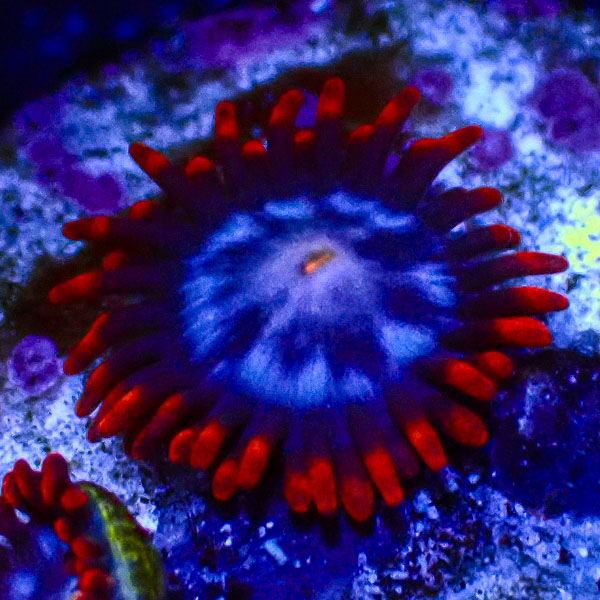 Zoanthus MC Blue Smurf