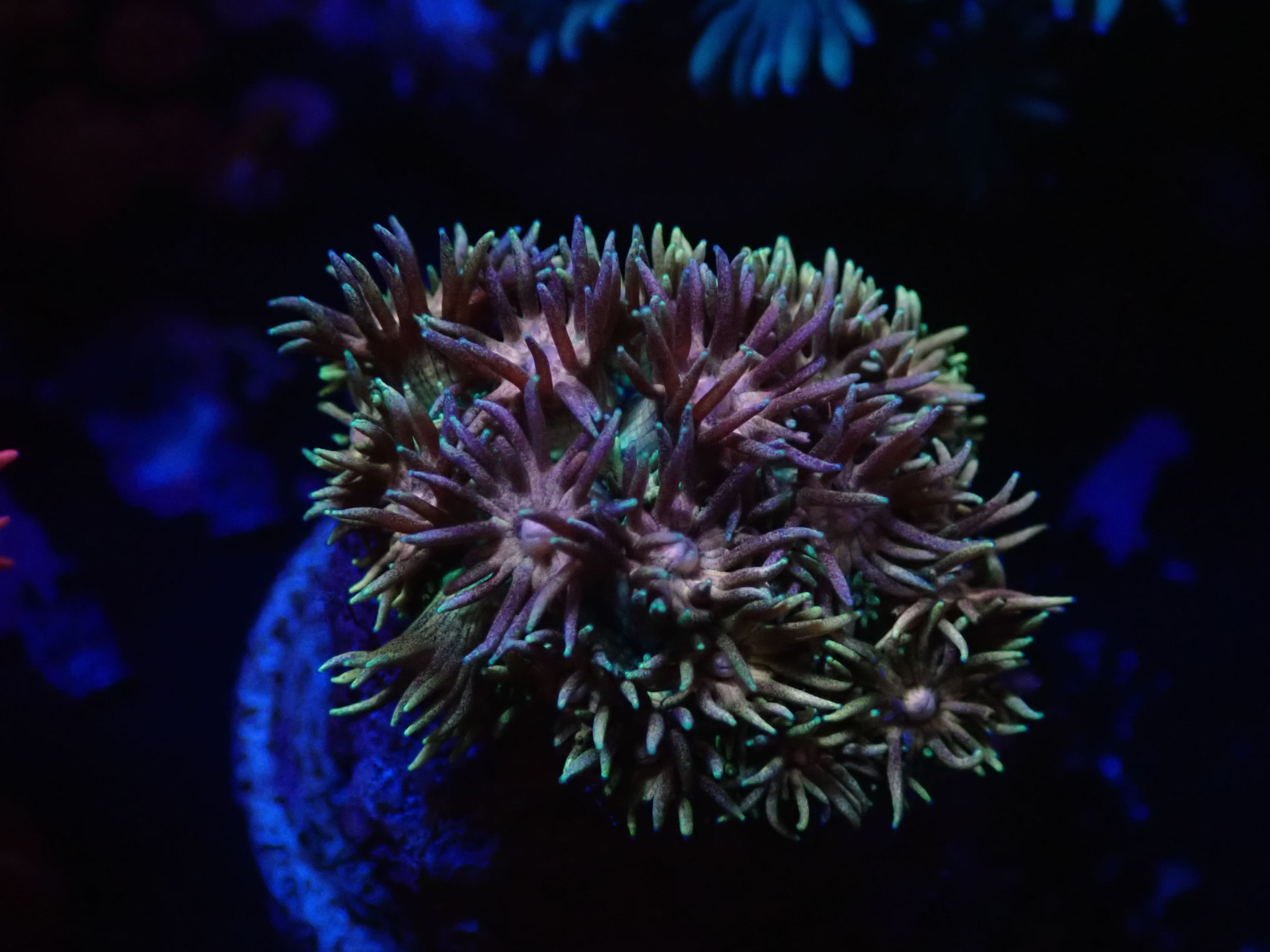 Goniopora Rainbow DNZ