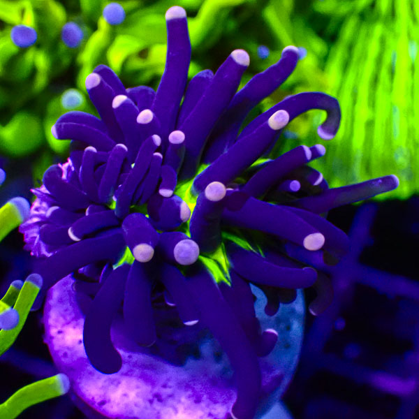 Euphyllia Joker Torch Pink Tip NZ