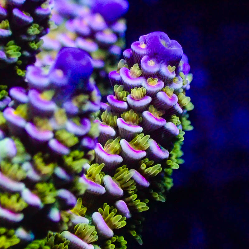 Acropora Walt Disney – Exklusive SPS mit Grün-Lila-Pinkem Farbspiel