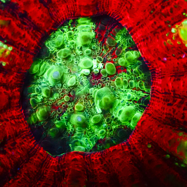 Scolymia MC Plasma Ring Mastergrade