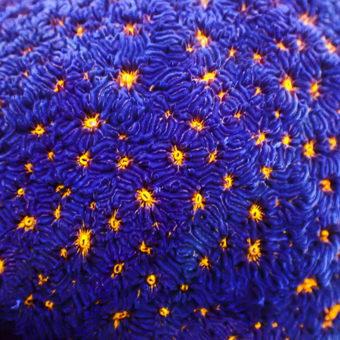 Psammocora BigR Frag 02