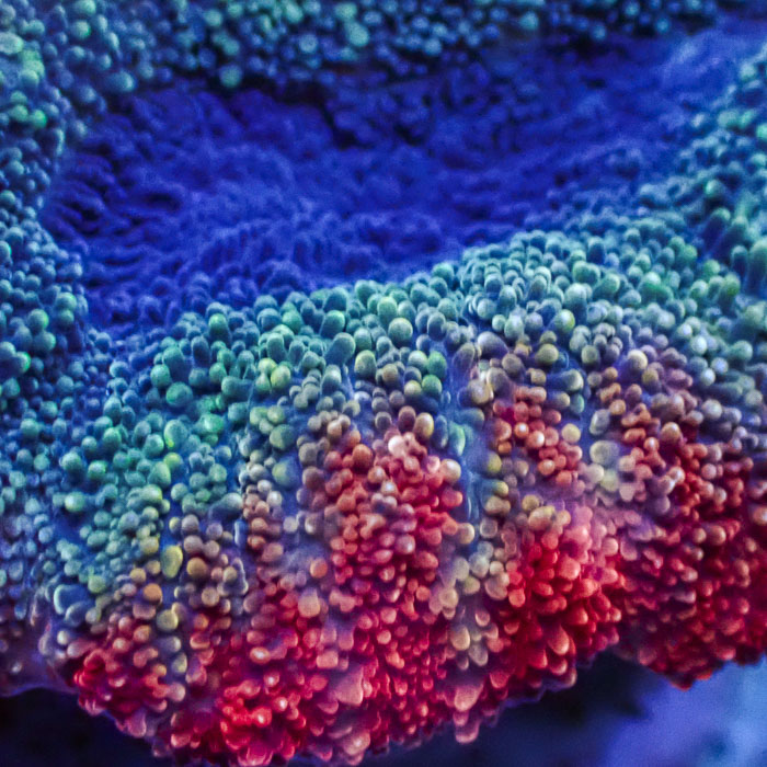 Lobophyllia MC Galaxy Pebble