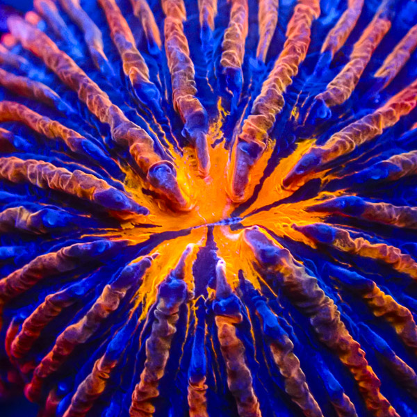 Fungia MC Blue Volcano