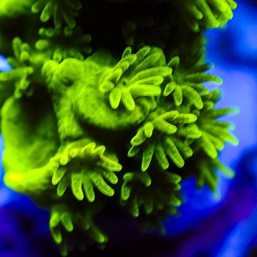 Acropora MC Emerald Pulse