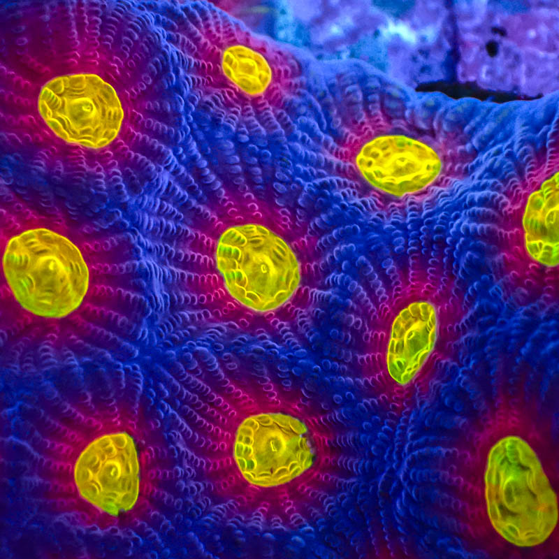 Favia Ultra Rainbow – Kontraststarke Premium-LPS