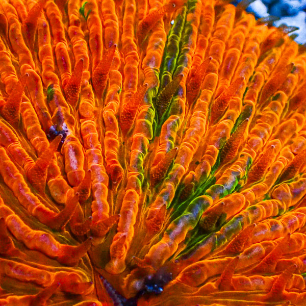 Fungia MC Golden Sunrise