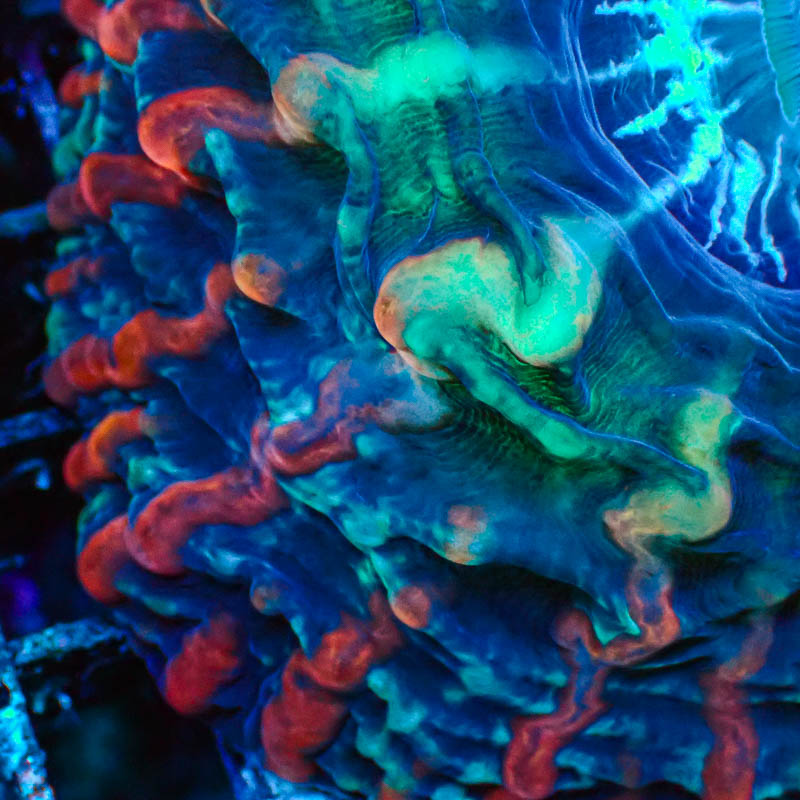 Cynarina MC Blackberry