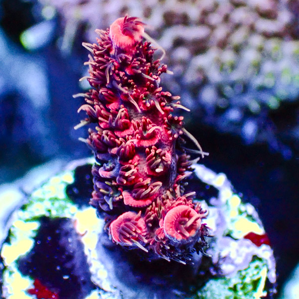 Acropora Pink/Blau