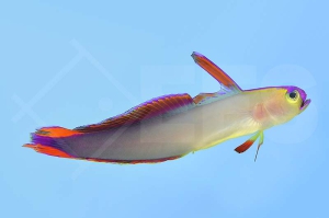 Dekor schwertgrundel (Nemateleotris Decora)