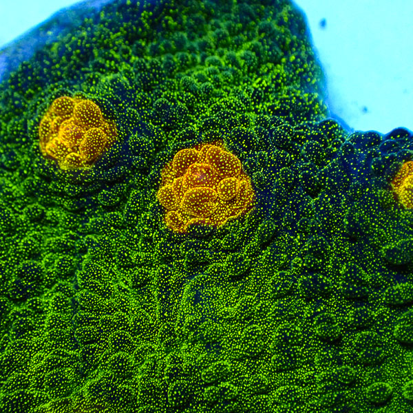 Chalice John Deere Frag 03