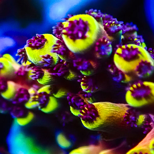 Acropora MC Lemon Muffin